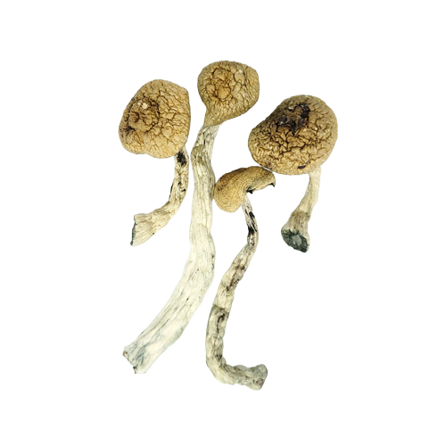 Amazonian Cubensis Mushrooms