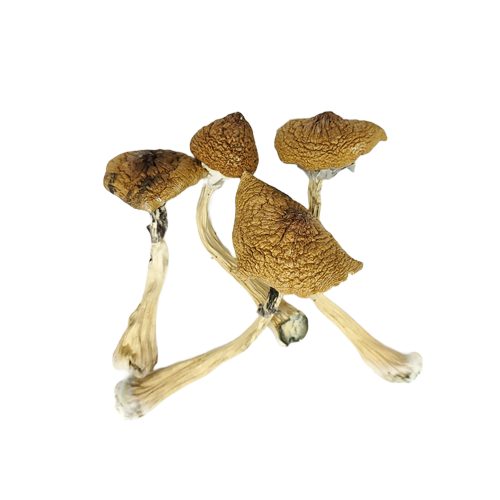 B + Cubensis Mushrooms
