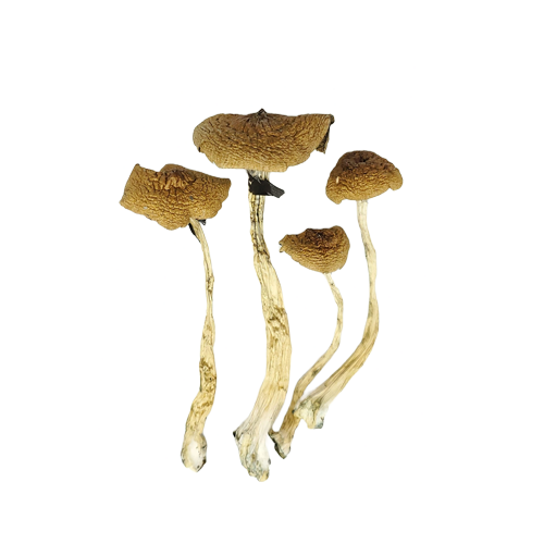 Cambodian Cubensis Mushrooms