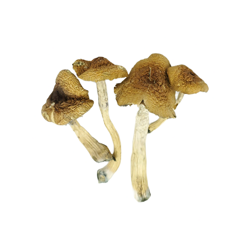 Malabar Cubensis Magic Mushrooms