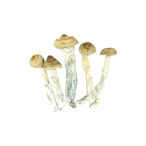 Penis Envy Magic Mushrooms