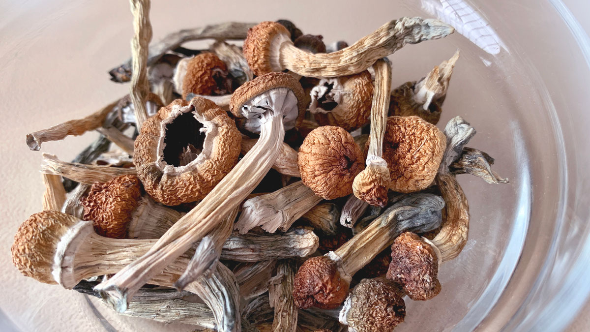 Psilocybin Cubensis