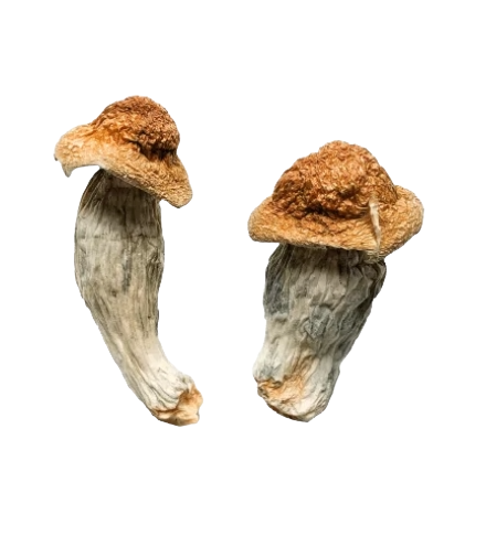 Tidal Wave mushrooms