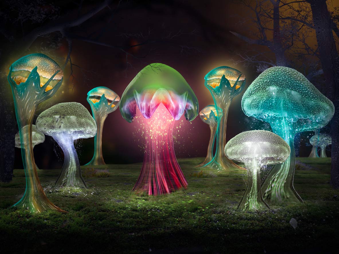 Medicinal magic mushrooms